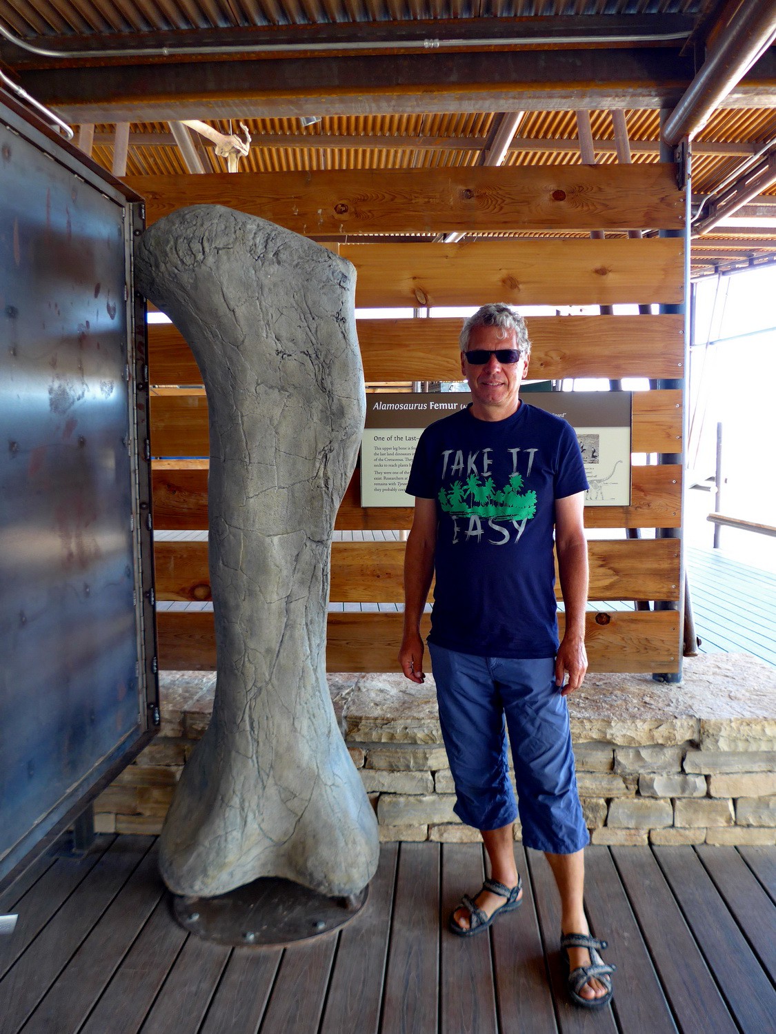 Femur of an Almosaurus, one the last and largest Dinosaurs (up to 24 meters long and 29,000 kg)